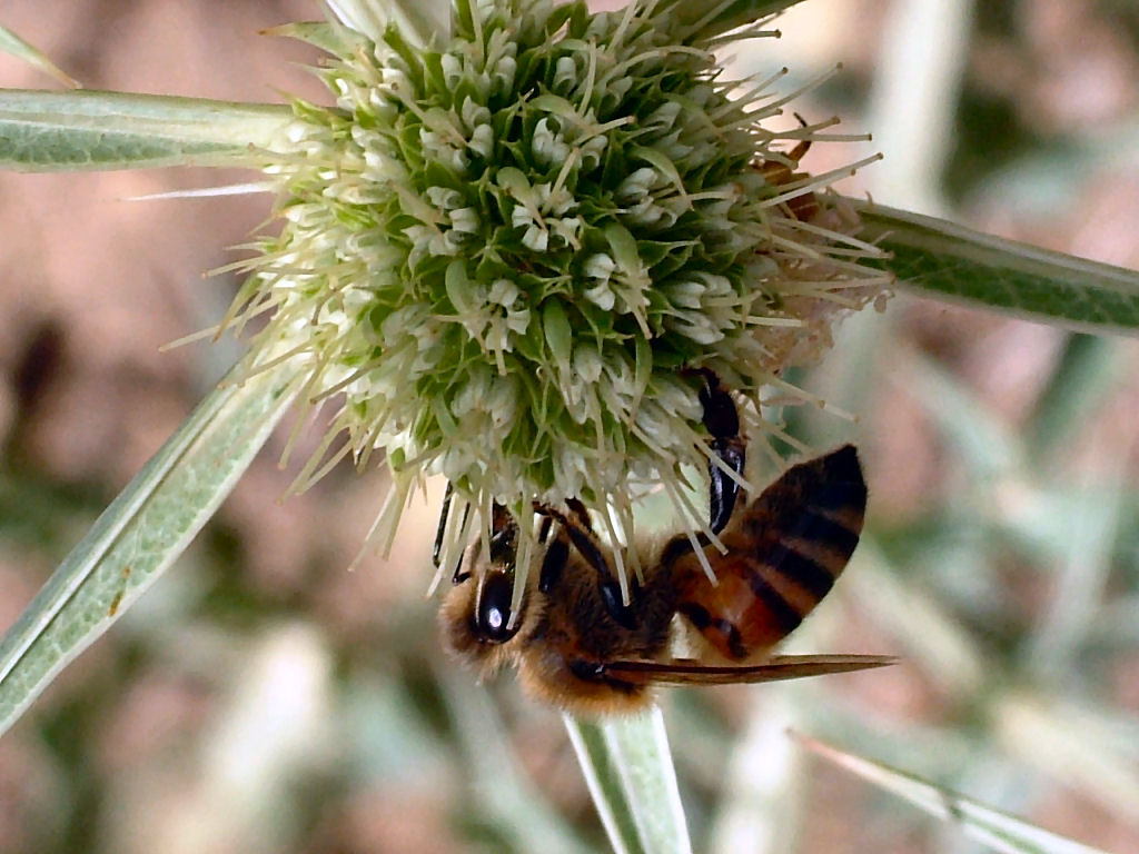 Oedemera: finalmente.. una delle mie sorelline...!